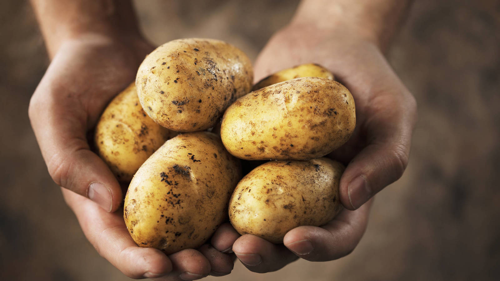 La campaña de recolección de patata nueva temprana comienza con una importante reducción de la producción que puede llegar hasta el 35% respecto a la campaña pasada