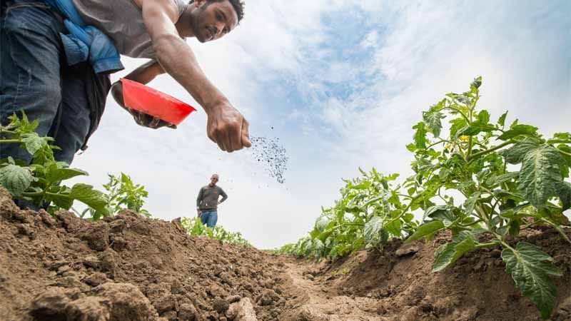 La patata, claves y consejos para cultivarla en tu huerto