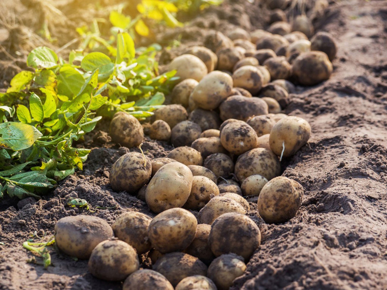 ALEMANIA ECHA EL LAZO A ESPAÑA CON EL NEGOCIO DE LAS PATATAS